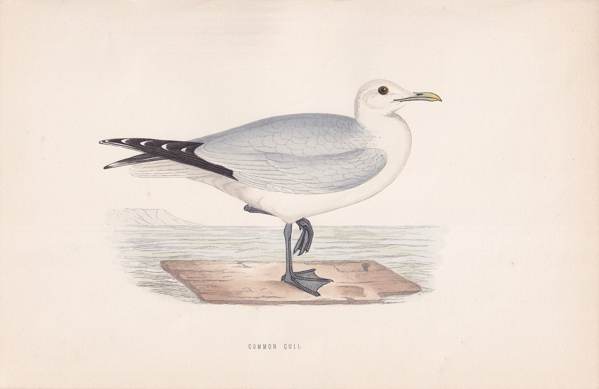 Common Gull - original 1870 hand coloured antique bird print by Alexander Francis Lydon, engraved by Benjamin Fawcett