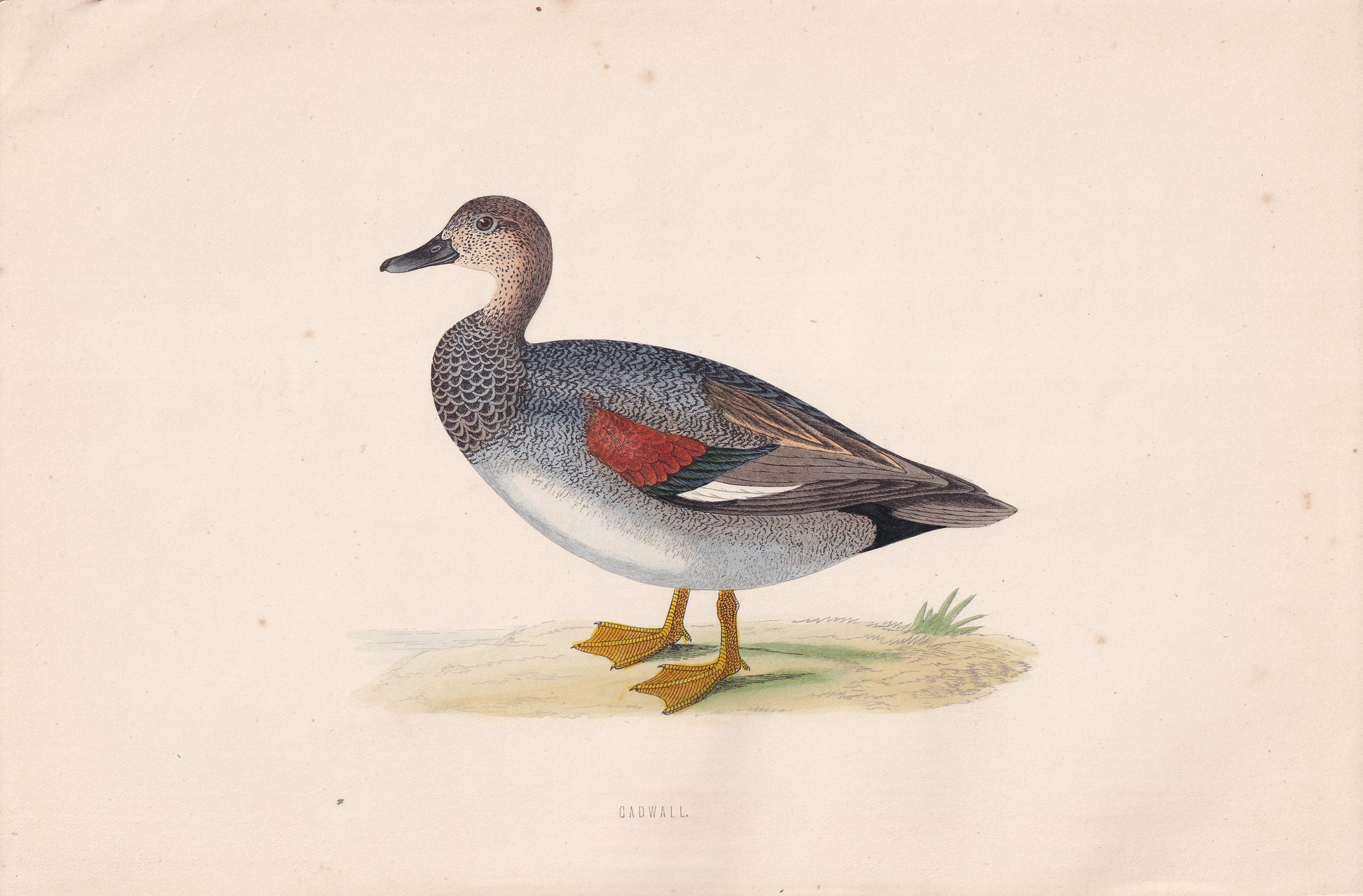 Gadwall - original 1870 hand coloured antique bird print by Alexander Francis Lydon, engraved by Benjamin Fawcett