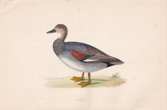 Gadwall - original 1870 hand coloured antique bird print by Alexander Francis Lydon, engraved by Benjamin Fawcett