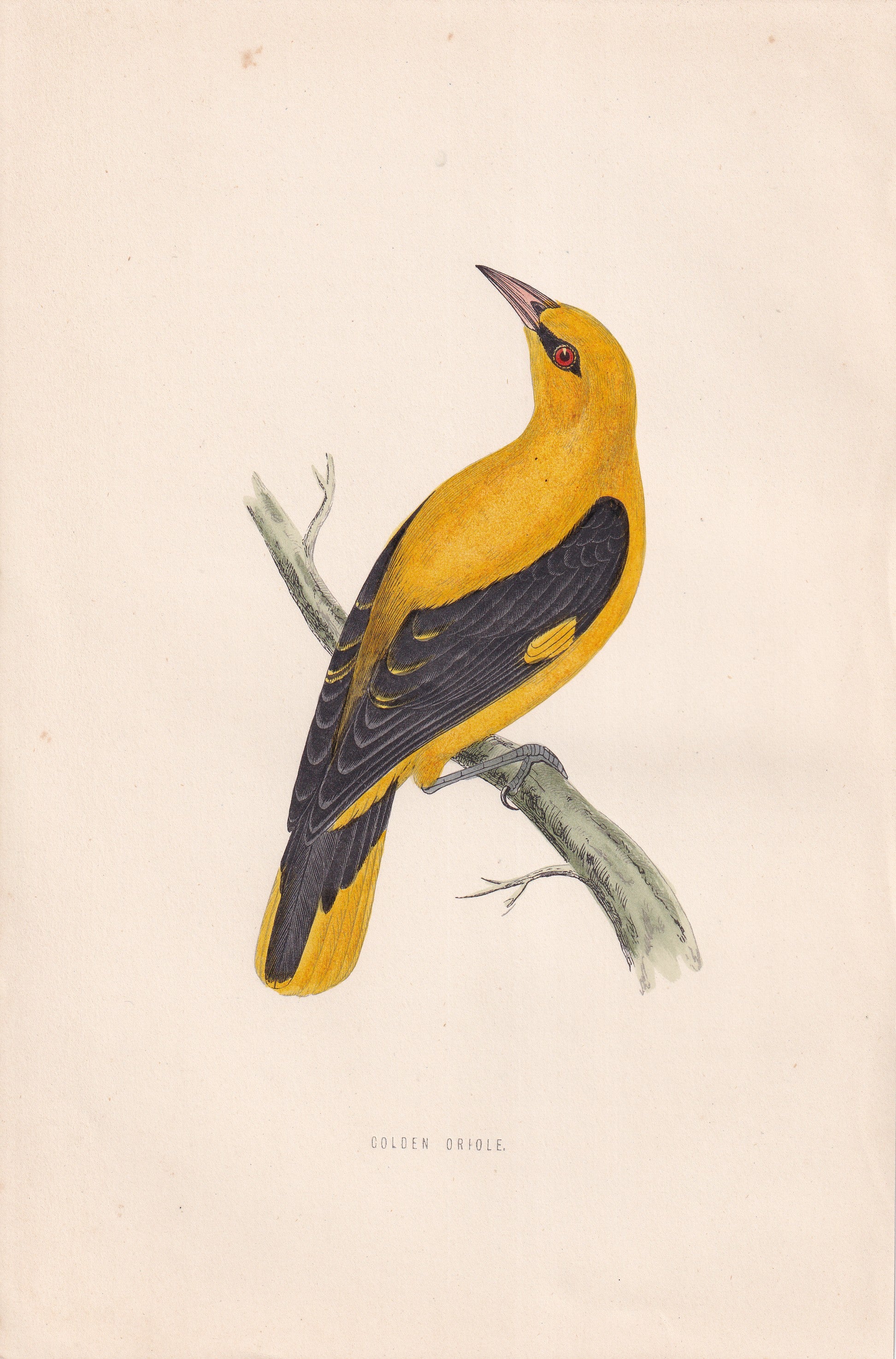 Golden Oriole - original 1870 hand coloured antique bird print by Alexander Francis Lydon, engraved by Benjamin Fawcett