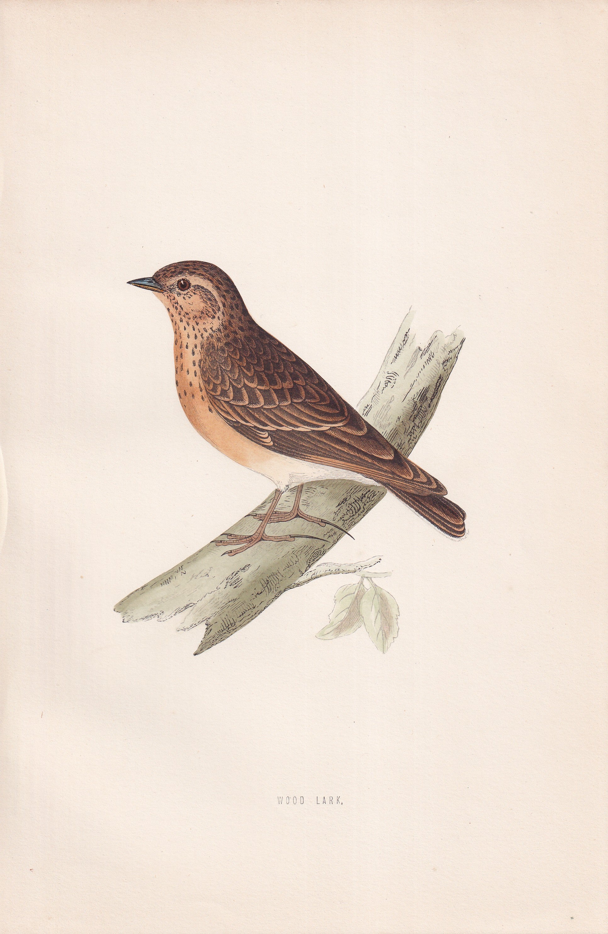 Wood Lark - original 1870 hand coloured antique bird print by Alexander Francis Lydon, engraved by Benjamin Fawcett