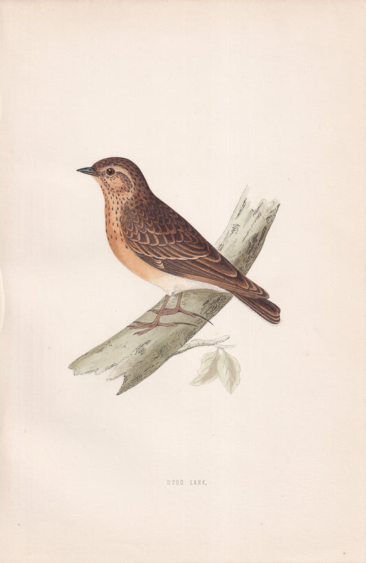 Wood Lark - original 1870 hand coloured antique bird print by Alexander Francis Lydon, engraved by Benjamin Fawcett