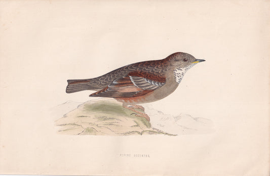 Alpine Accentor - original 1870 hand coloured antique bird print by Alexander Francis Lydon, engraved by Benjamin Fawcett