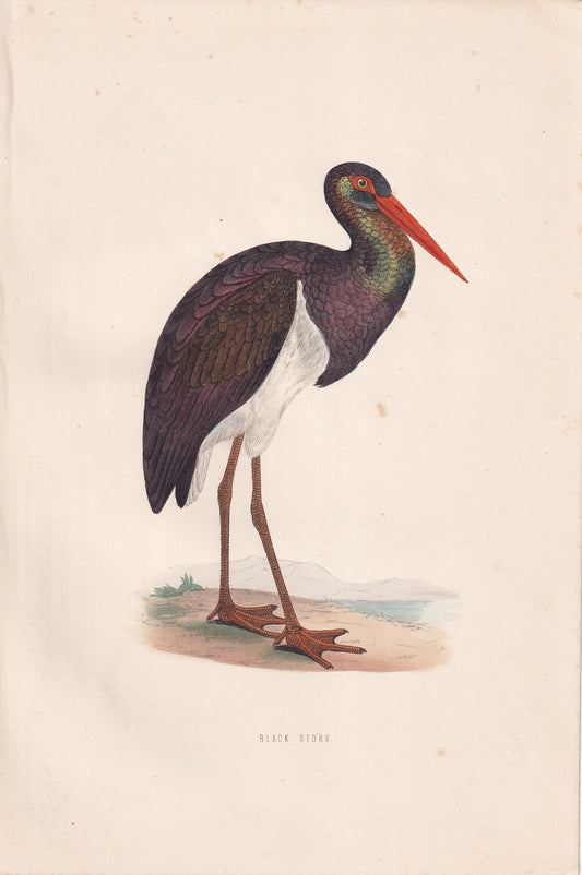 Black Stork - original 1870 hand coloured antique bird print by Alexander Francis Lydon, engraved by Benjamin Fawcett