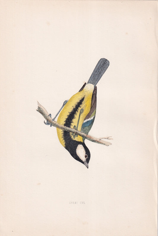 Great Tit - original 1870 hand coloured antique bird print by Alexander Francis Lydon, engraved by Benjamin Fawcett