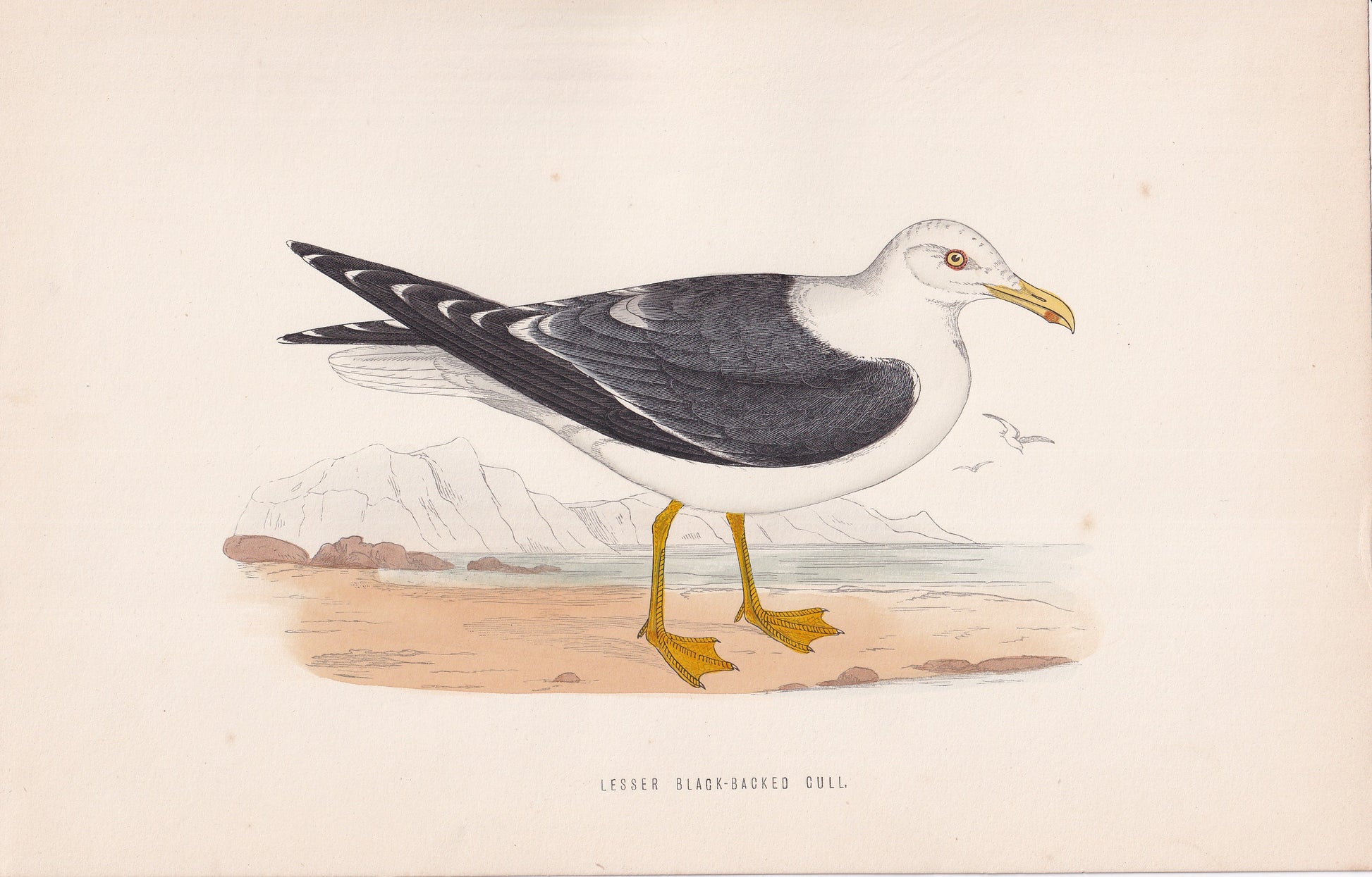 Lesser Black-backed Gull - original 1870 hand coloured antique bird print by Alexander Francis Lydon, engraved by Benjamin Fawcett