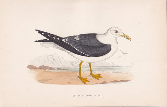 Lesser Black-backed Gull - original 1870 hand coloured antique bird print by Alexander Francis Lydon, engraved by Benjamin Fawcett