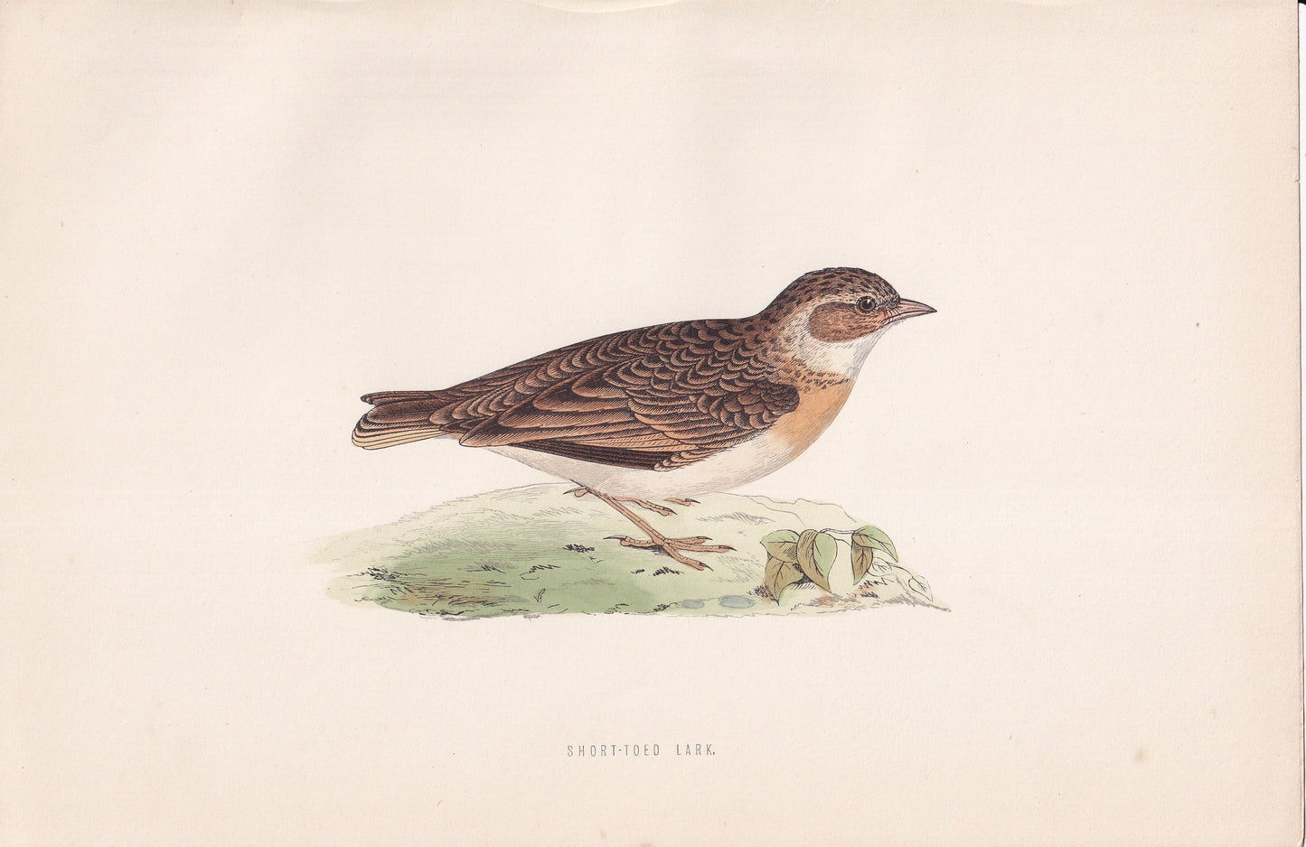 Short-toed Lark - original 1870 hand coloured antique bird print by Alexander Francis Lydon, engraved by Benjamin Fawcett