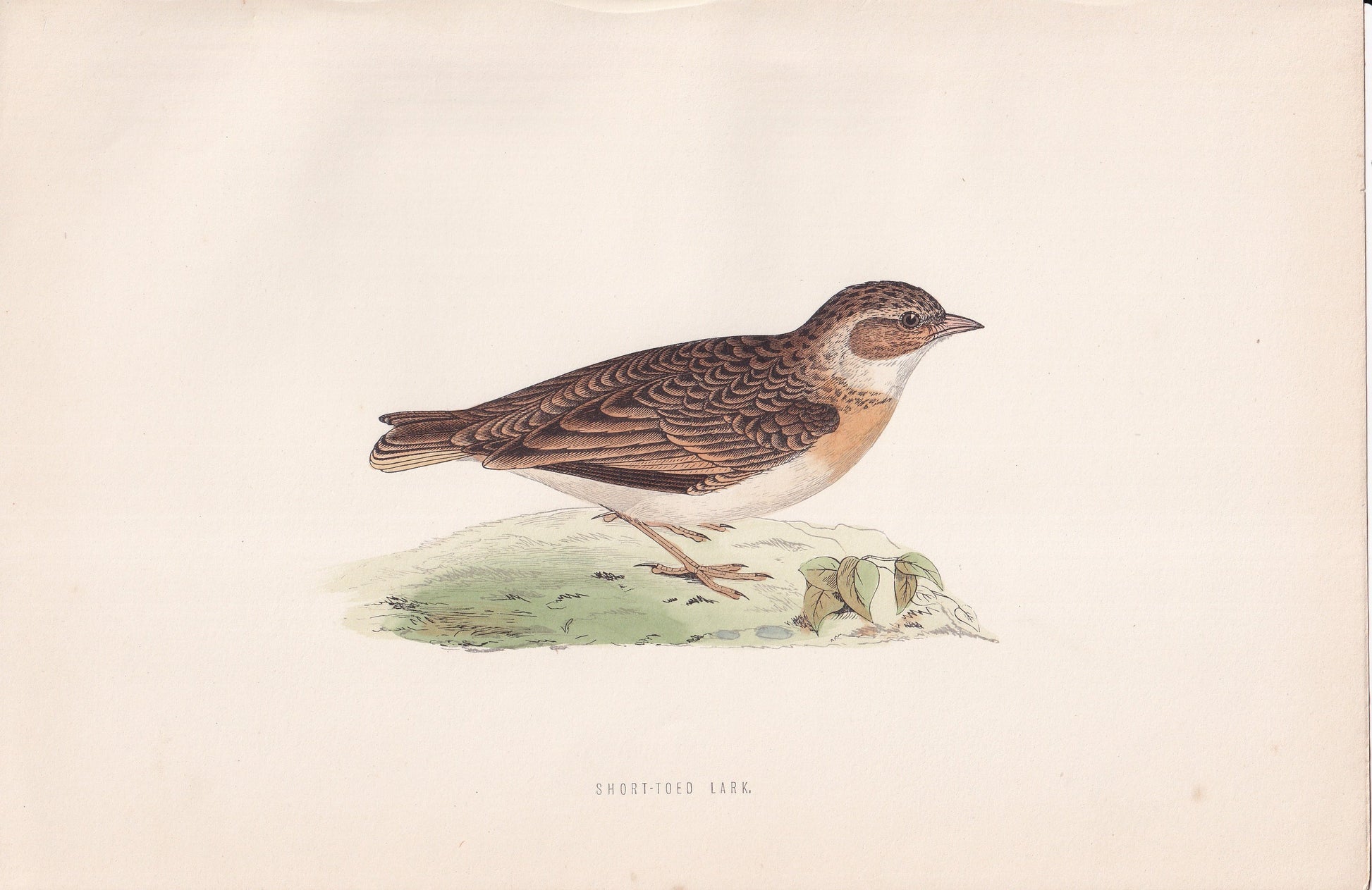 Short-toed Lark - original 1870 hand coloured antique bird print by Alexander Francis Lydon, engraved by Benjamin Fawcett