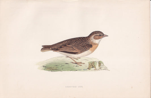 Short-toed Lark - original 1870 hand coloured antique bird print by Alexander Francis Lydon, engraved by Benjamin Fawcett