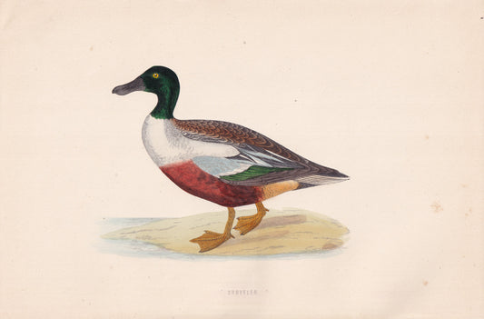 Shoveler - original 1870 hand coloured antique bird print by Alexander Francis Lydon, engraved by Benjamin Fawcett
