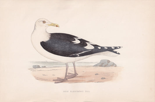 Great Black-backed Gull - original 1870 hand coloured antique bird print by Alexander Francis Lydon, engraved by Benjamin Fawcett