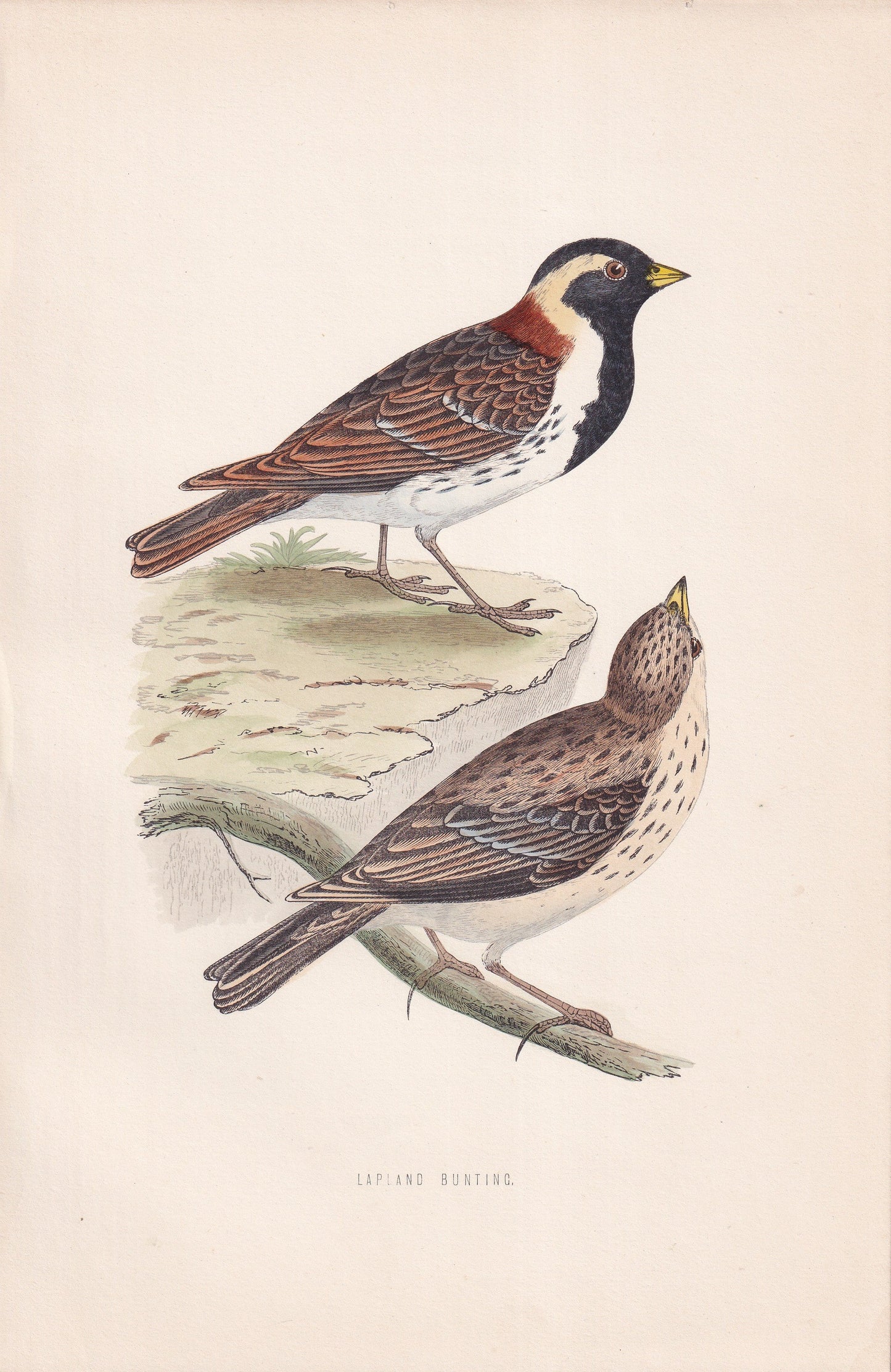 Lapland Bunting - original 1870 hand coloured antique bird print by Alexander Francis Lydon, engraved by Benjamin Fawcett