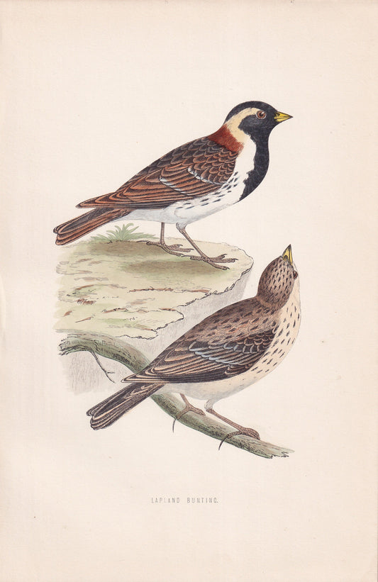 Lapland Bunting - original 1870 hand coloured antique bird print by Alexander Francis Lydon, engraved by Benjamin Fawcett