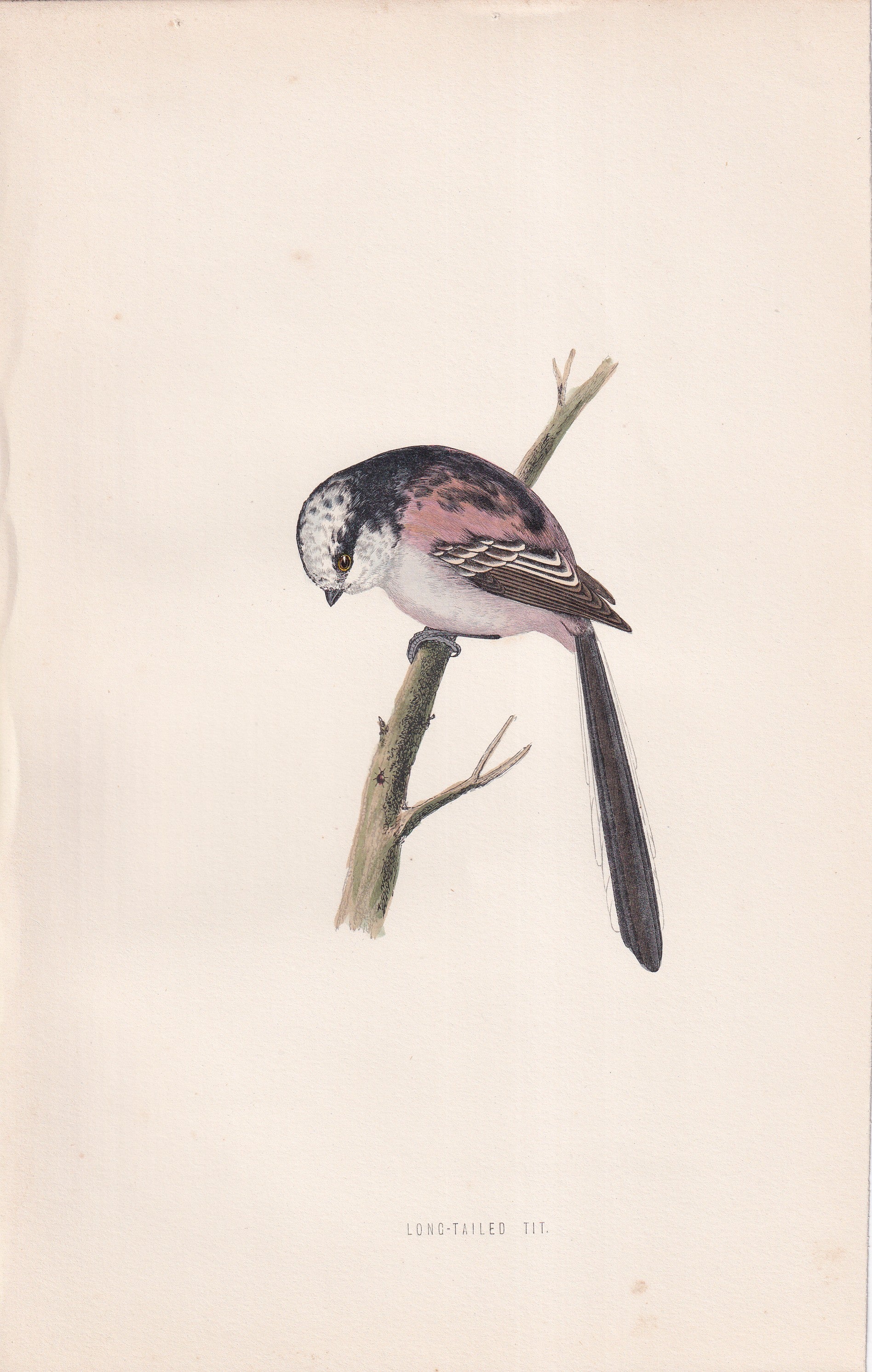 Long-tailed Tit - original 1870 hand coloured antique bird print by Alexander Francis Lydon, engraved by Benjamin Fawcett