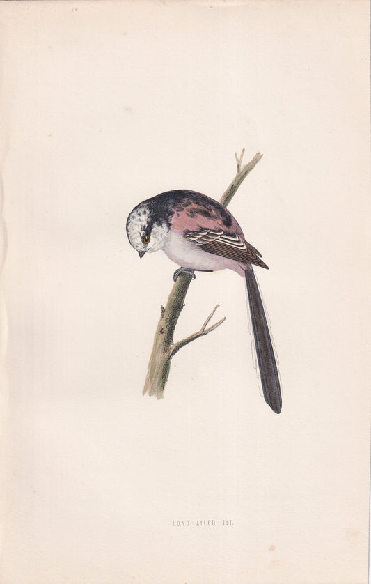 Long-tailed Tit - original 1870 hand coloured antique bird print by Alexander Francis Lydon, engraved by Benjamin Fawcett