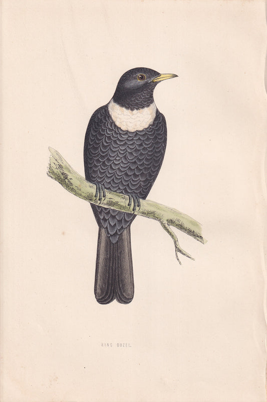 Ring Ouzel - original 1870 hand coloured antique bird print by Alexander Francis Lydon, engraved by Benjamin Fawcett