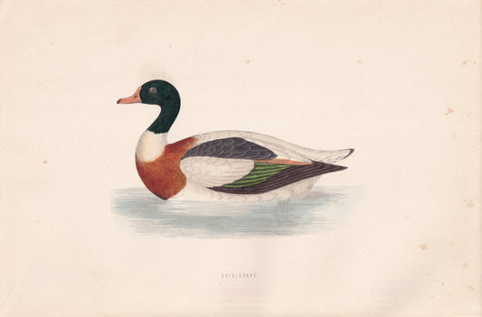 Sheldrake - original 1870 hand coloured antique bird print by Alexander Francis Lydon, engraved by Benjamin Fawcett