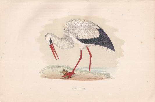 White Stork - original 1870 hand coloured antique bird print by Alexander Francis Lydon, engraved by Benjamin Fawcett