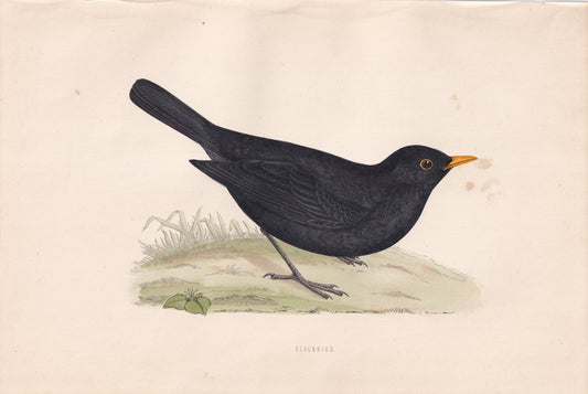 Blackbird - original 1870 hand coloured antique bird print by Alexander Francis Lydon, engraved by Benjamin Fawcett