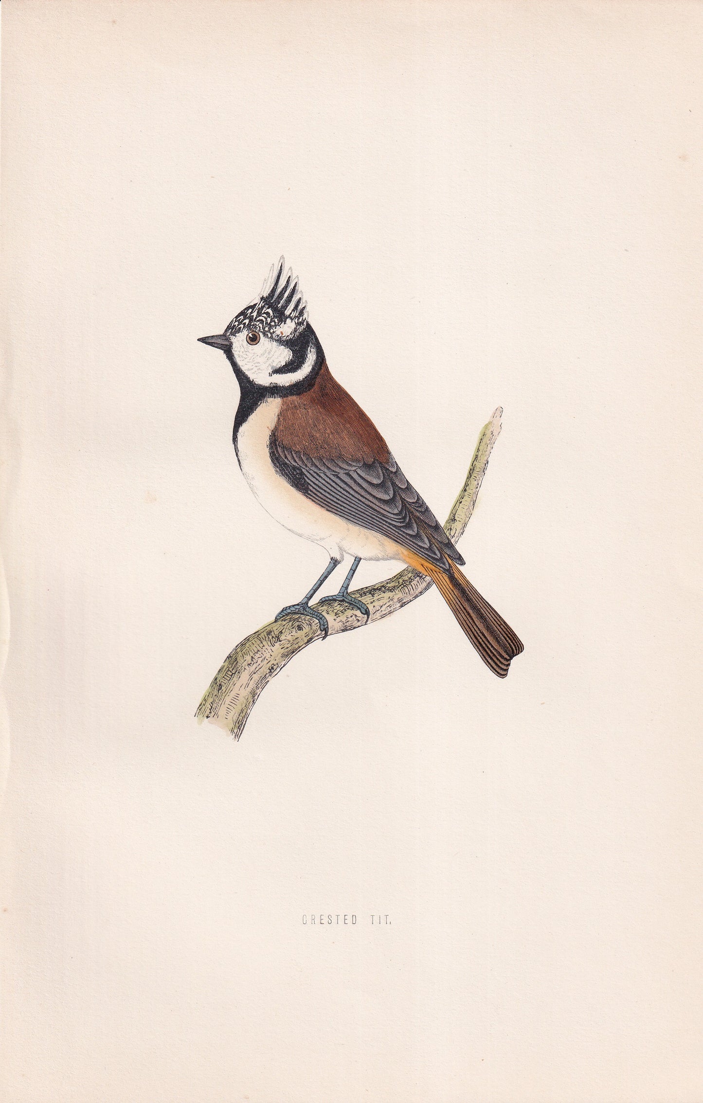 Crested Tit - original 1870 hand coloured antique bird print by Alexander Francis Lydon, engraved by Benjamin Fawcett