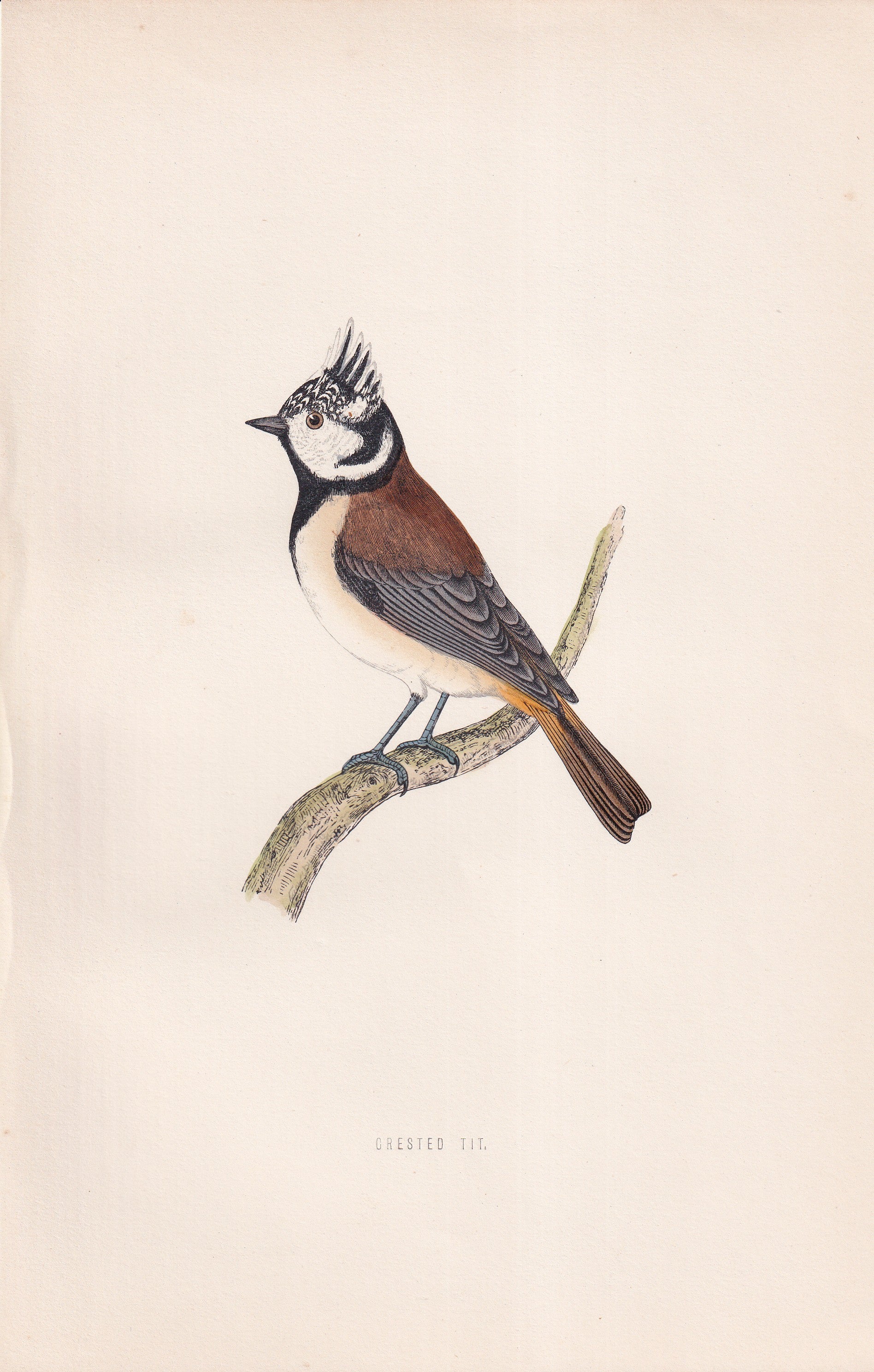 Crested Tit - original 1870 hand coloured antique bird print by Alexander Francis Lydon, engraved by Benjamin Fawcett