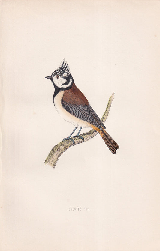 Crested Tit - original 1870 hand coloured antique bird print by Alexander Francis Lydon, engraved by Benjamin Fawcett
