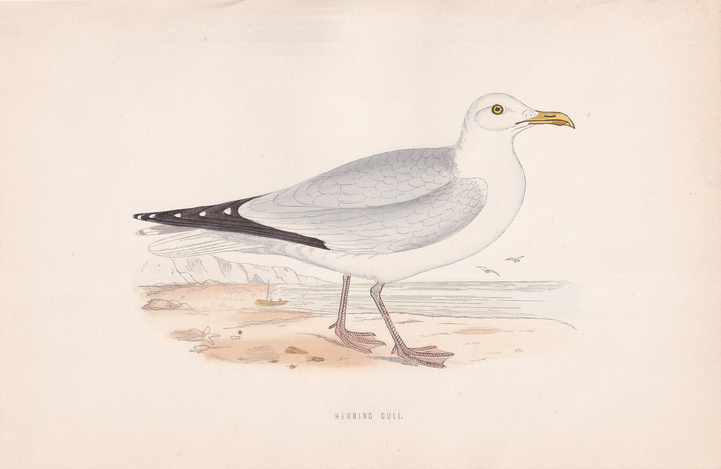 Herring Gull - original 1870 hand coloured antique bird print by Alexander Francis Lydon, engraved by Benjamin Fawcett