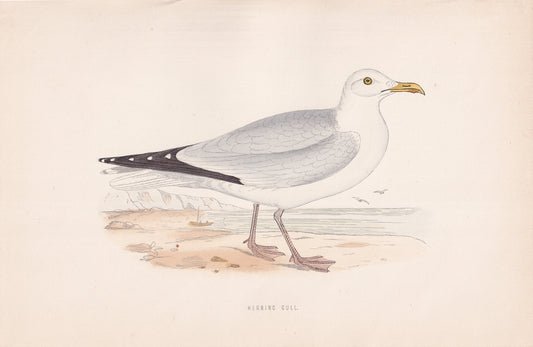 Herring Gull - original 1870 hand coloured antique bird print by Alexander Francis Lydon, engraved by Benjamin Fawcett
