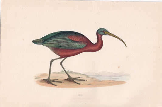 Ibis - original 1870 hand coloured antique bird print by Alexander Francis Lydon, engraved by Benjamin Fawcett