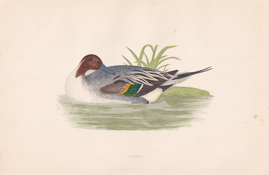 Pintail - original 1870 hand coloured antique bird print by Alexander Francis Lydon, engraved by Benjamin Fawcett