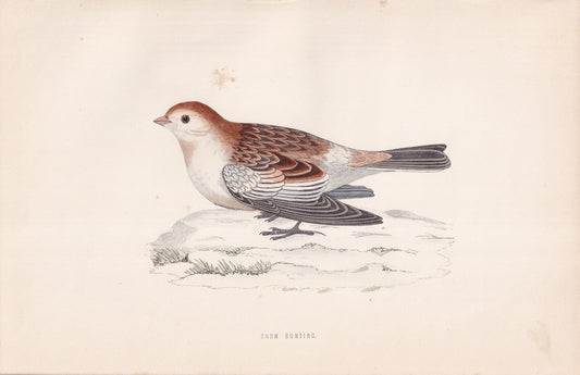 Snow Bunting - original 1870 hand coloured antique bird print by Alexander Francis Lydon, engraved by Benjamin Fawcett