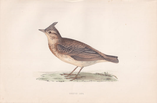 Crested Lark - original 1870 hand coloured antique bird print by Alexander Francis Lydon, engraved by Benjamin Fawcett