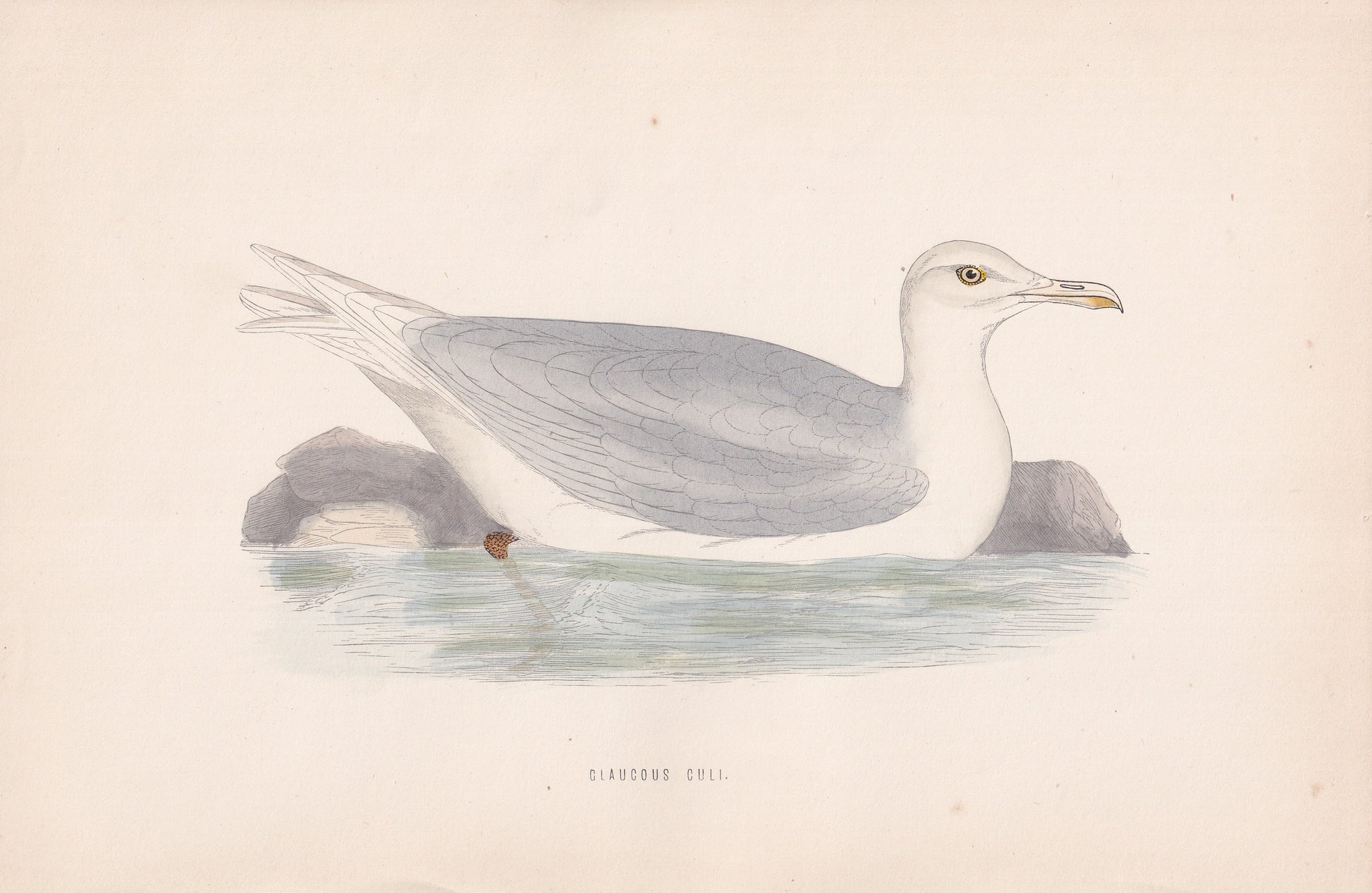 Glaucous Gull - original 1870 hand coloured antique bird print by Alexander Francis Lydon, engraved by Benjamin Fawcett