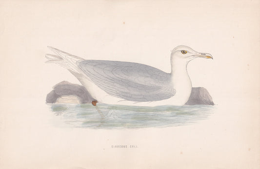 Glaucous Gull - original 1870 hand coloured antique bird print by Alexander Francis Lydon, engraved by Benjamin Fawcett
