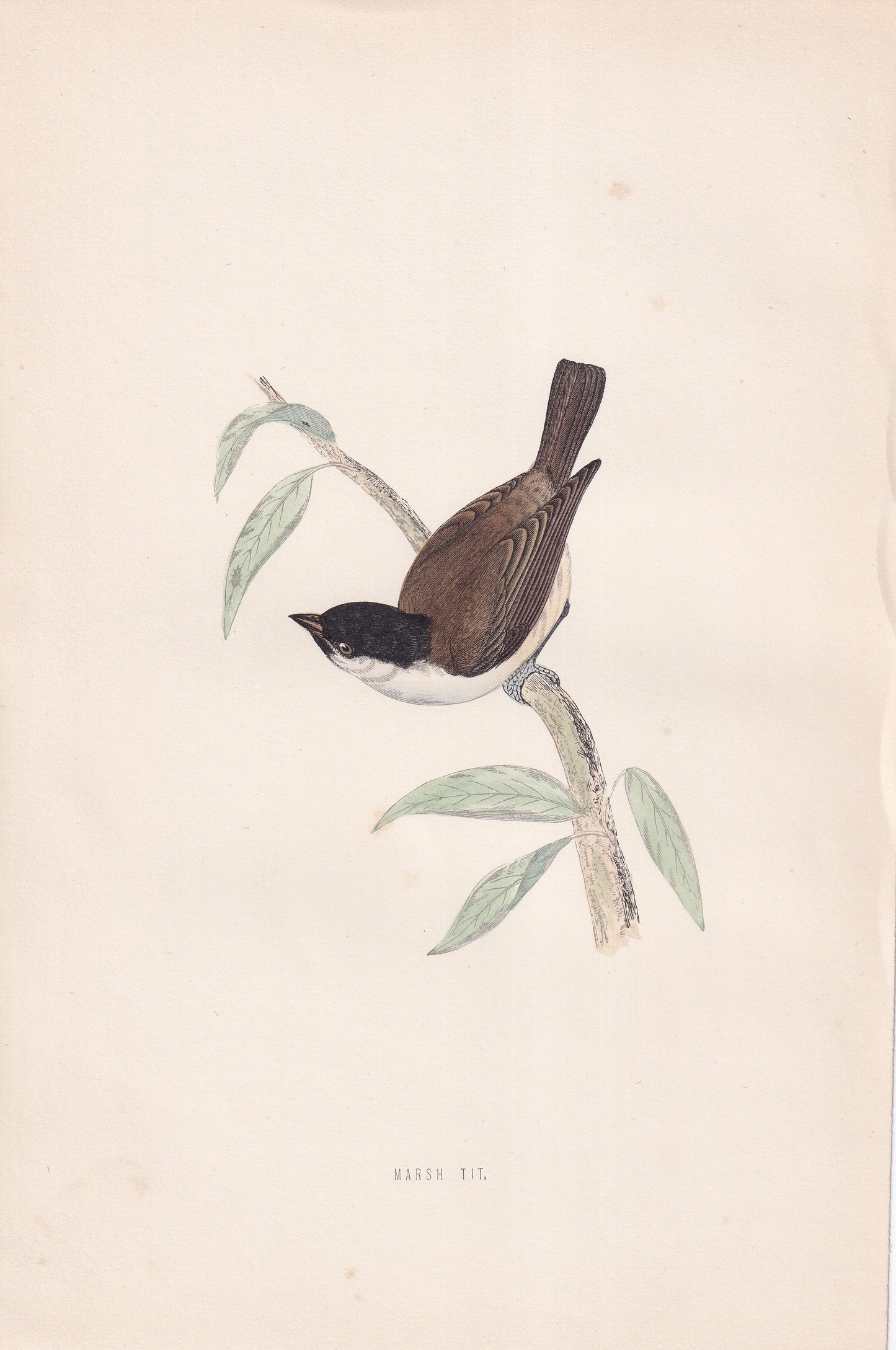 Marsh Tit - original 1870 hand coloured antique bird print by Alexander Francis Lydon, engraved by Benjamin Fawcett