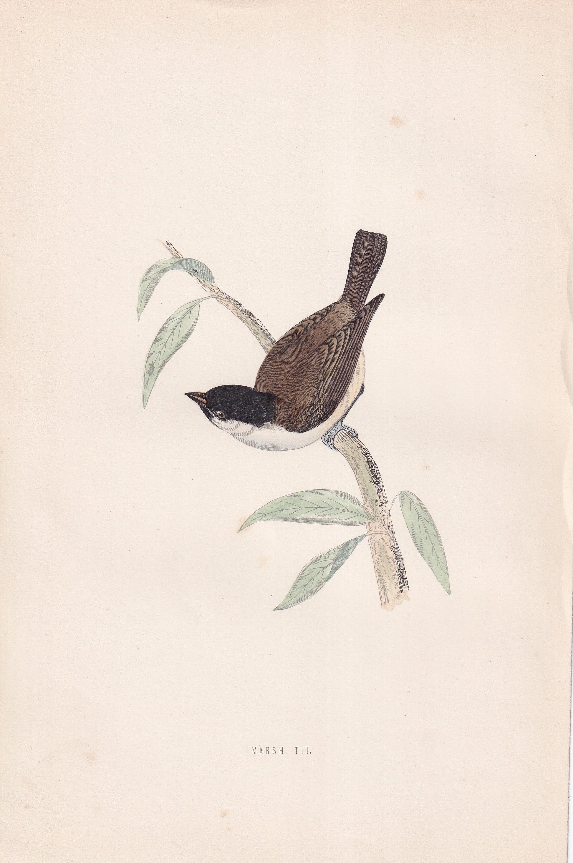 Marsh Tit - original 1870 hand coloured antique bird print by Alexander Francis Lydon, engraved by Benjamin Fawcett