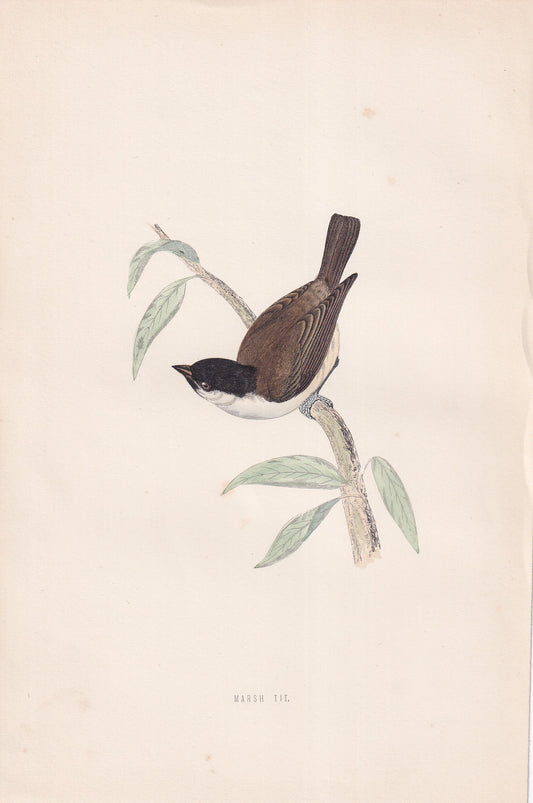 Marsh Tit - original 1870 hand coloured antique bird print by Alexander Francis Lydon, engraved by Benjamin Fawcett