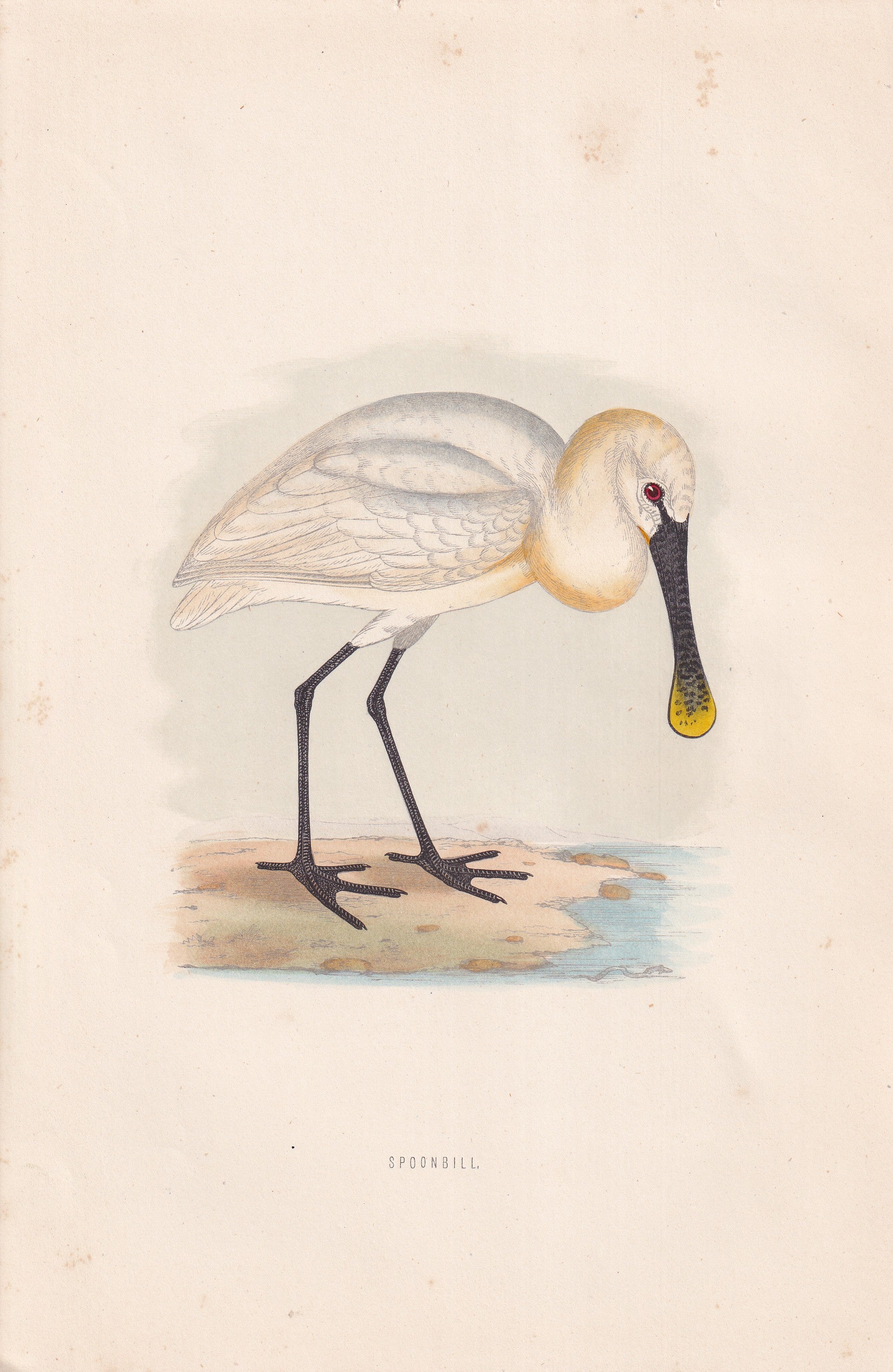 Spoonbill - original 1870 hand coloured antique bird print by Alexander Francis Lydon, engraved by Benjamin Fawcett