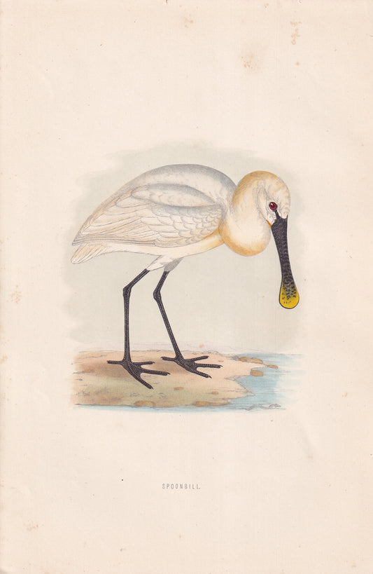 Spoonbill - original 1870 hand coloured antique bird print by Alexander Francis Lydon, engraved by Benjamin Fawcett