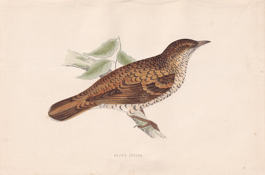 White's Thrush - original 1870 hand coloured antique bird print by Alexander Francis Lydon, engraved by Benjamin Fawcett