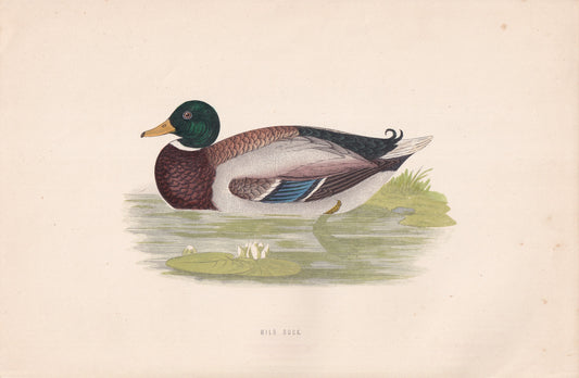 Wild Duck - original 1870 hand coloured antique bird print by Alexander Francis Lydon, engraved by Benjamin Fawcett