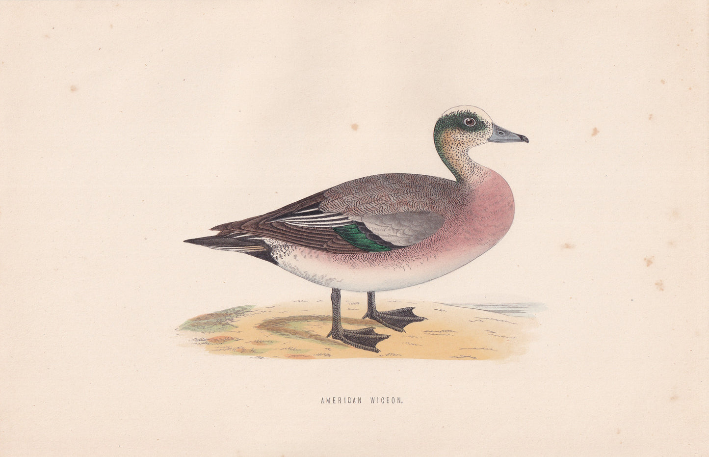 American Wigeon - original 1870 hand coloured antique bird print by Alexander Francis Lydon, engraved by Benjamin Fawcett