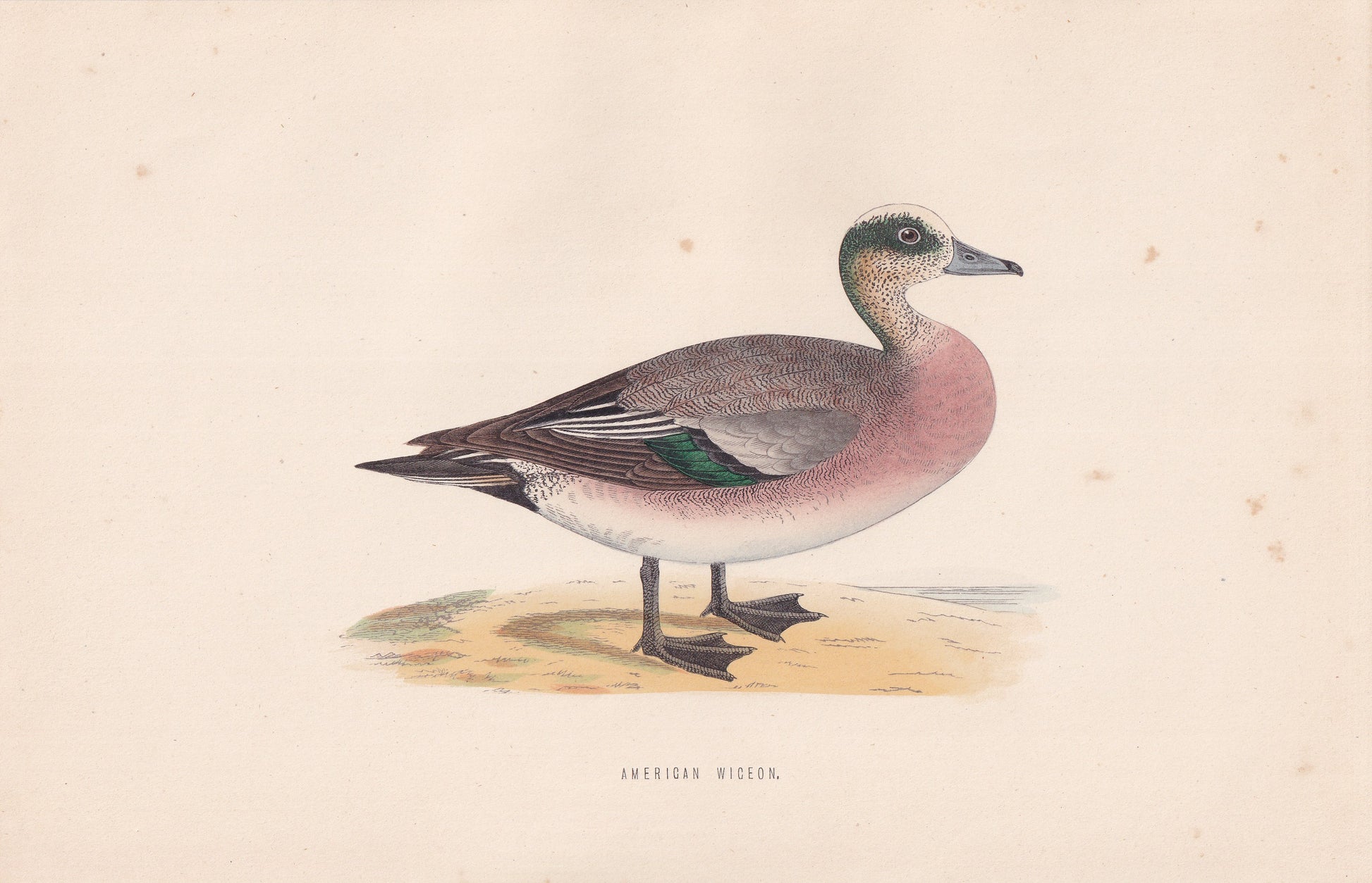 American Wigeon - original 1870 hand coloured antique bird print by Alexander Francis Lydon, engraved by Benjamin Fawcett