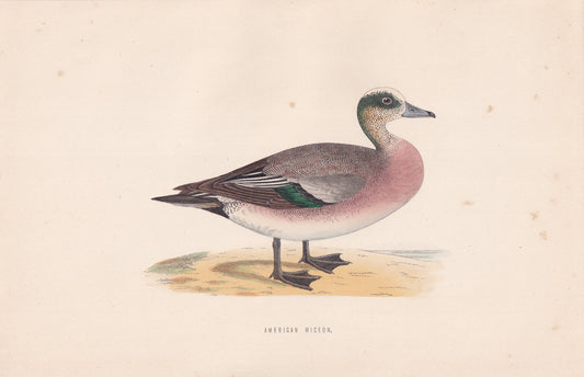 American Wigeon - original 1870 hand coloured antique bird print by Alexander Francis Lydon, engraved by Benjamin Fawcett