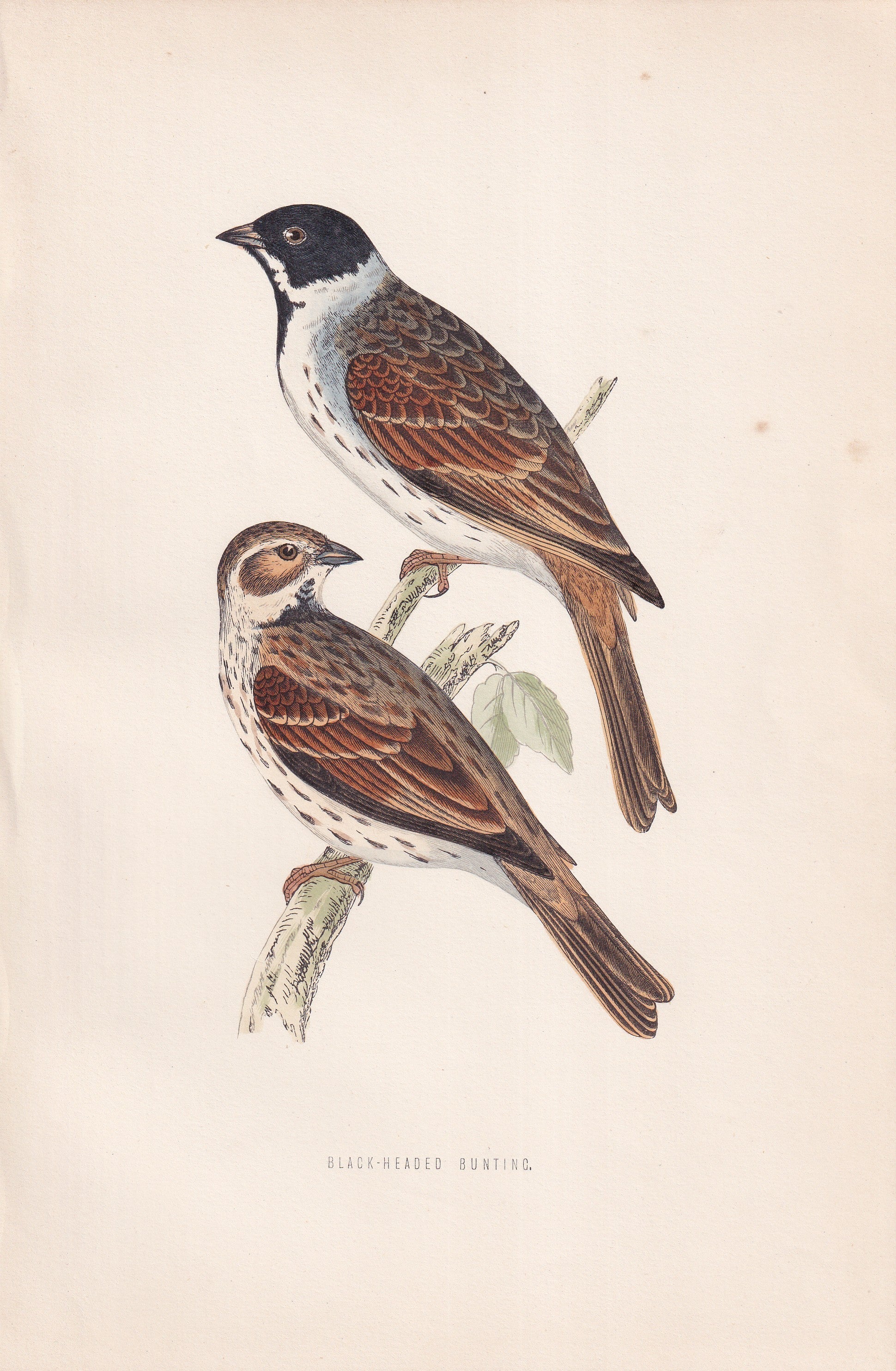Black-headed Bunting - original 1870 hand coloured antique bird print by Alexander Francis Lydon, engraved by Benjamin Fawcett