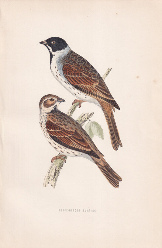 Black-headed Bunting - original 1870 hand coloured antique bird print by Alexander Francis Lydon, engraved by Benjamin Fawcett