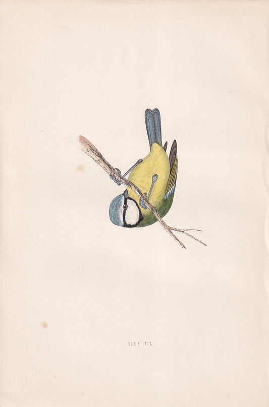 Blue Tit - original 1870 hand coloured antique bird print by Alexander Francis Lydon, engraved by Benjamin Fawcett