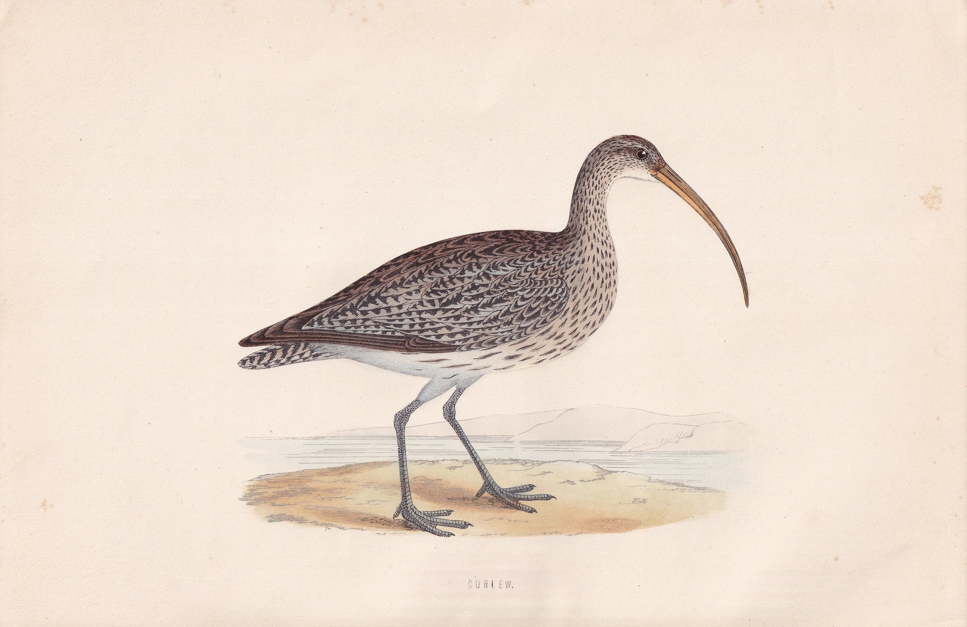Curlew - original 1870 hand coloured antique bird print by Alexander Francis Lydon, engraved by Benjamin Fawcett
