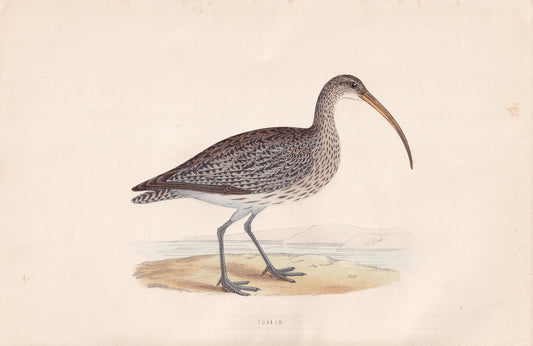 Curlew - original 1870 hand coloured antique bird print by Alexander Francis Lydon, engraved by Benjamin Fawcett